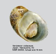 Neripteron violaceum (9)